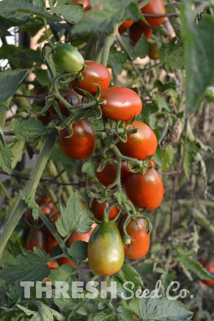 Growing Brown Cherry Tomato