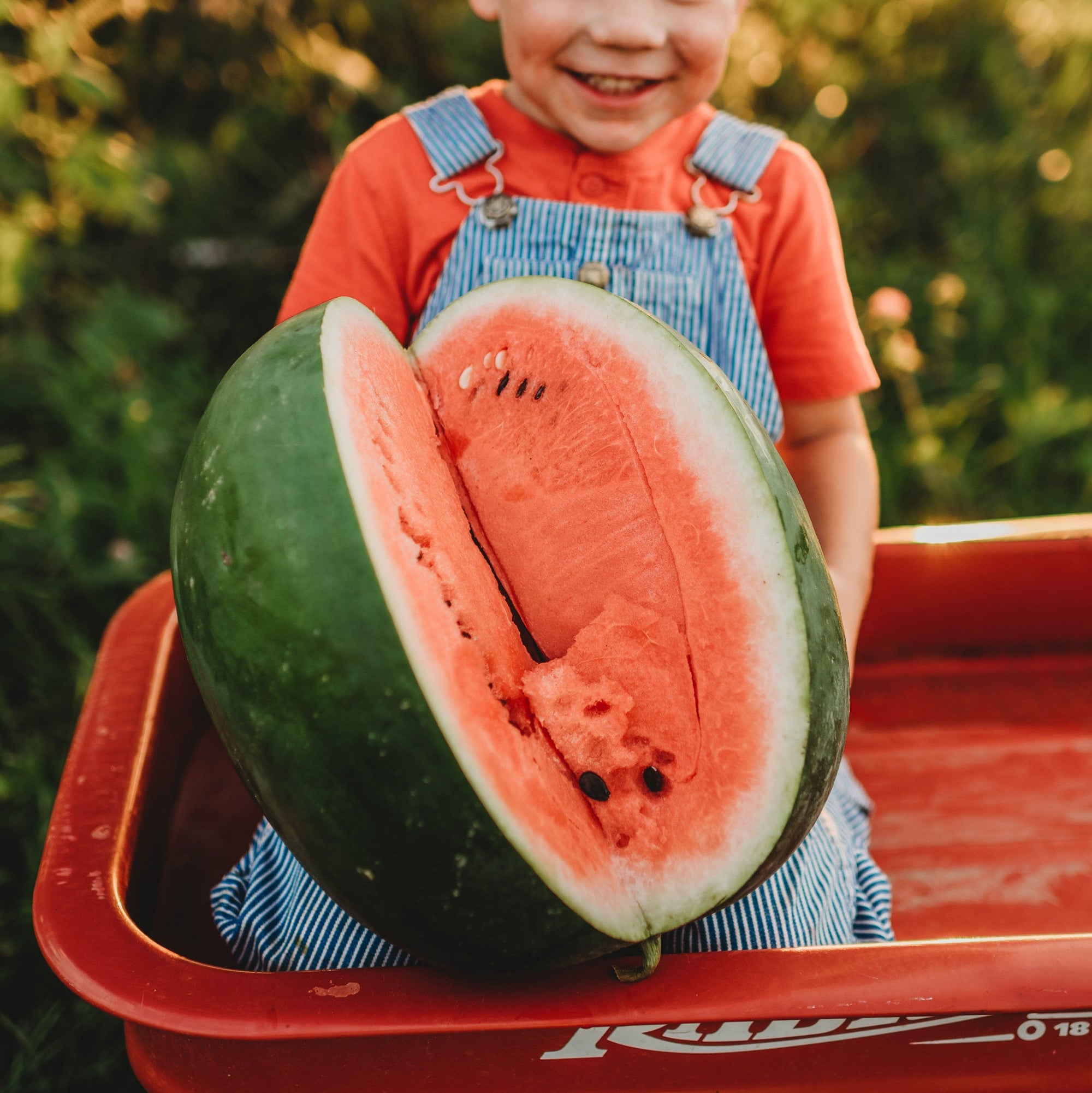 Calhoun Sweet Heirloom Watermelon