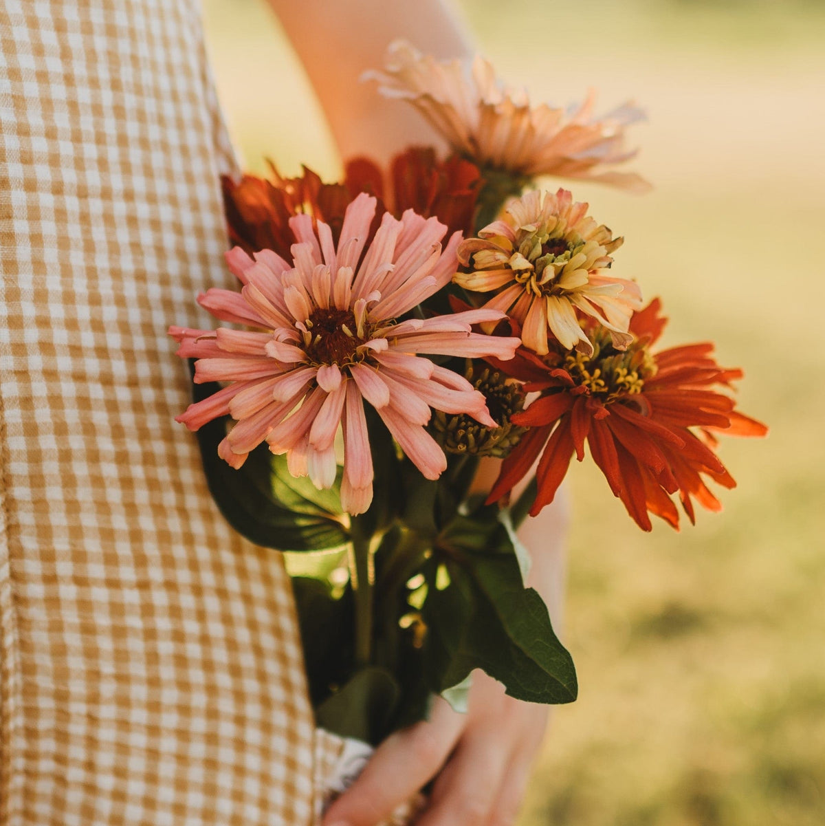 California Giants Zinnia Mix