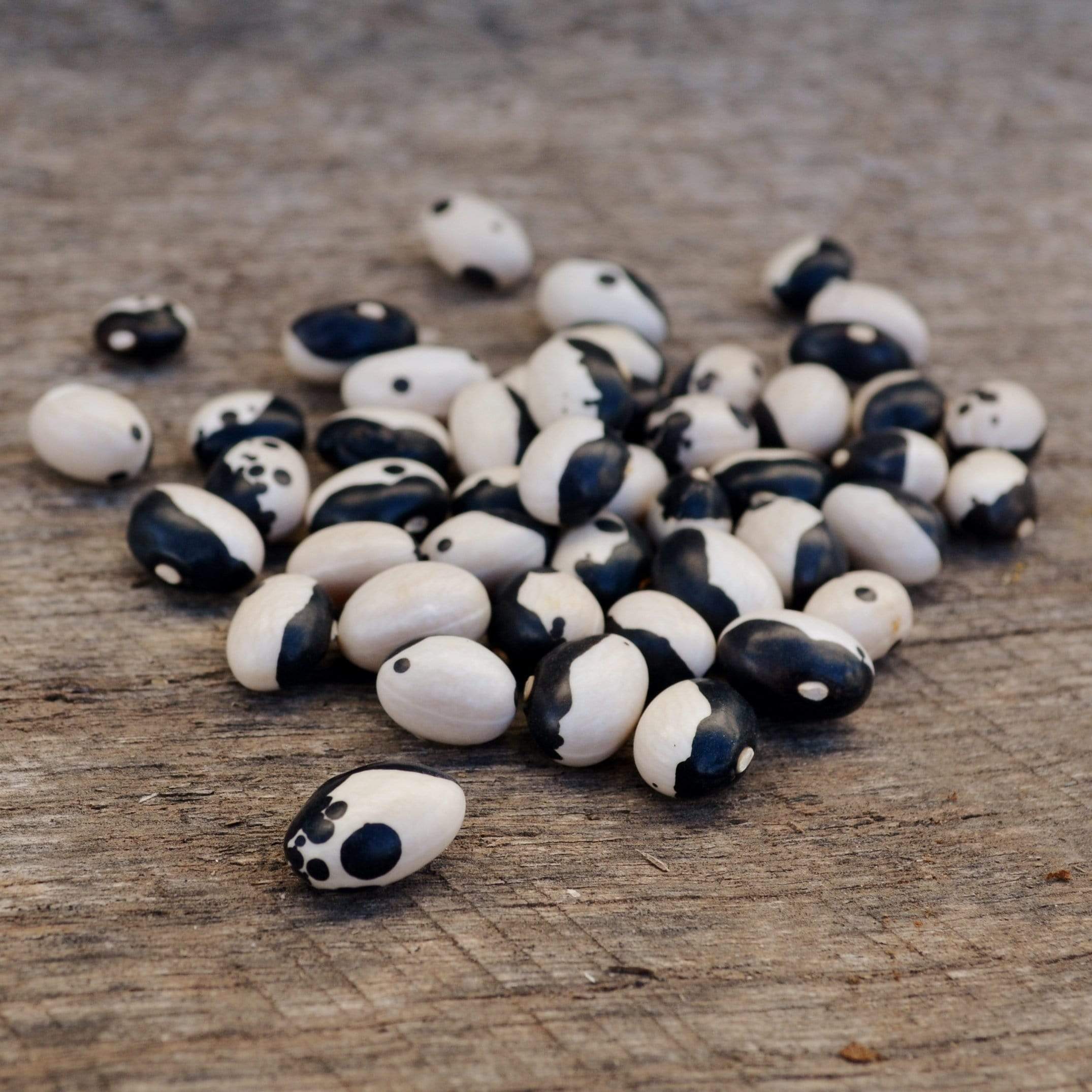 Calypso Shelling Bean Seeds