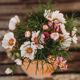 Candystripe Cosmos
