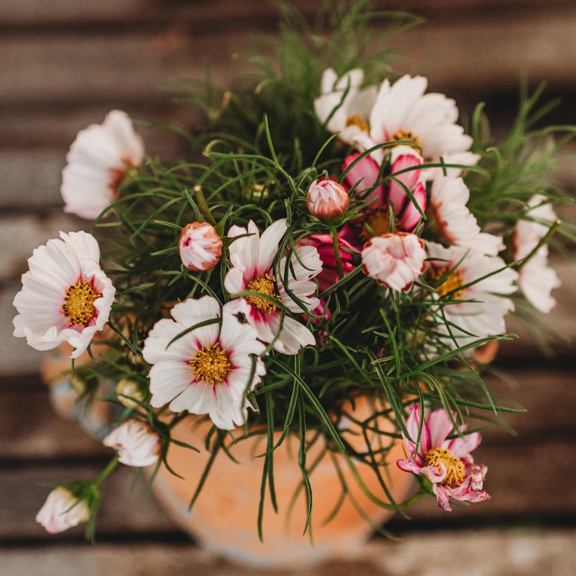 Candystripe Cosmos