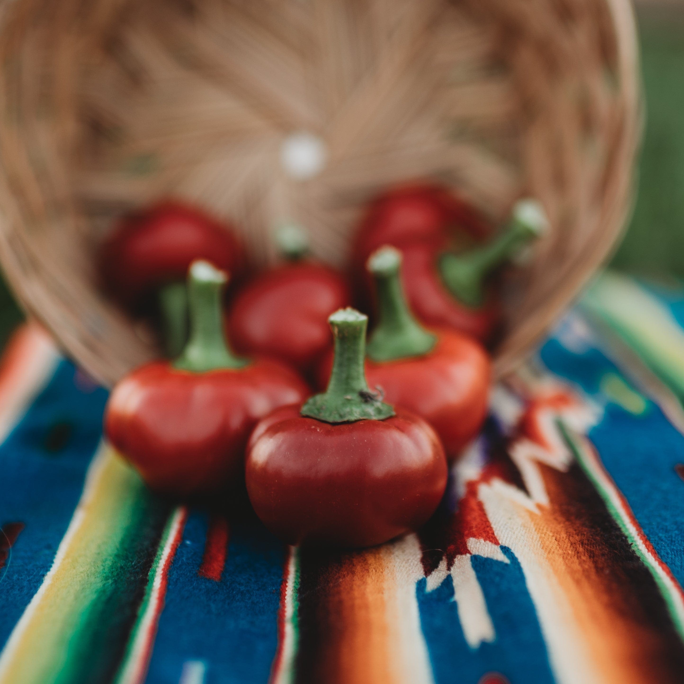 Cascabel Chile Pepper Seeds