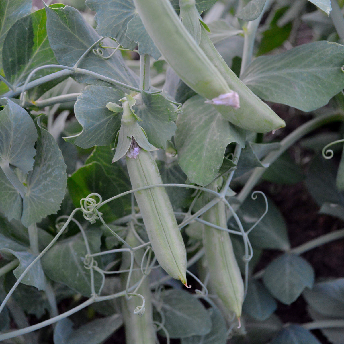 Cascadia Snap Pea