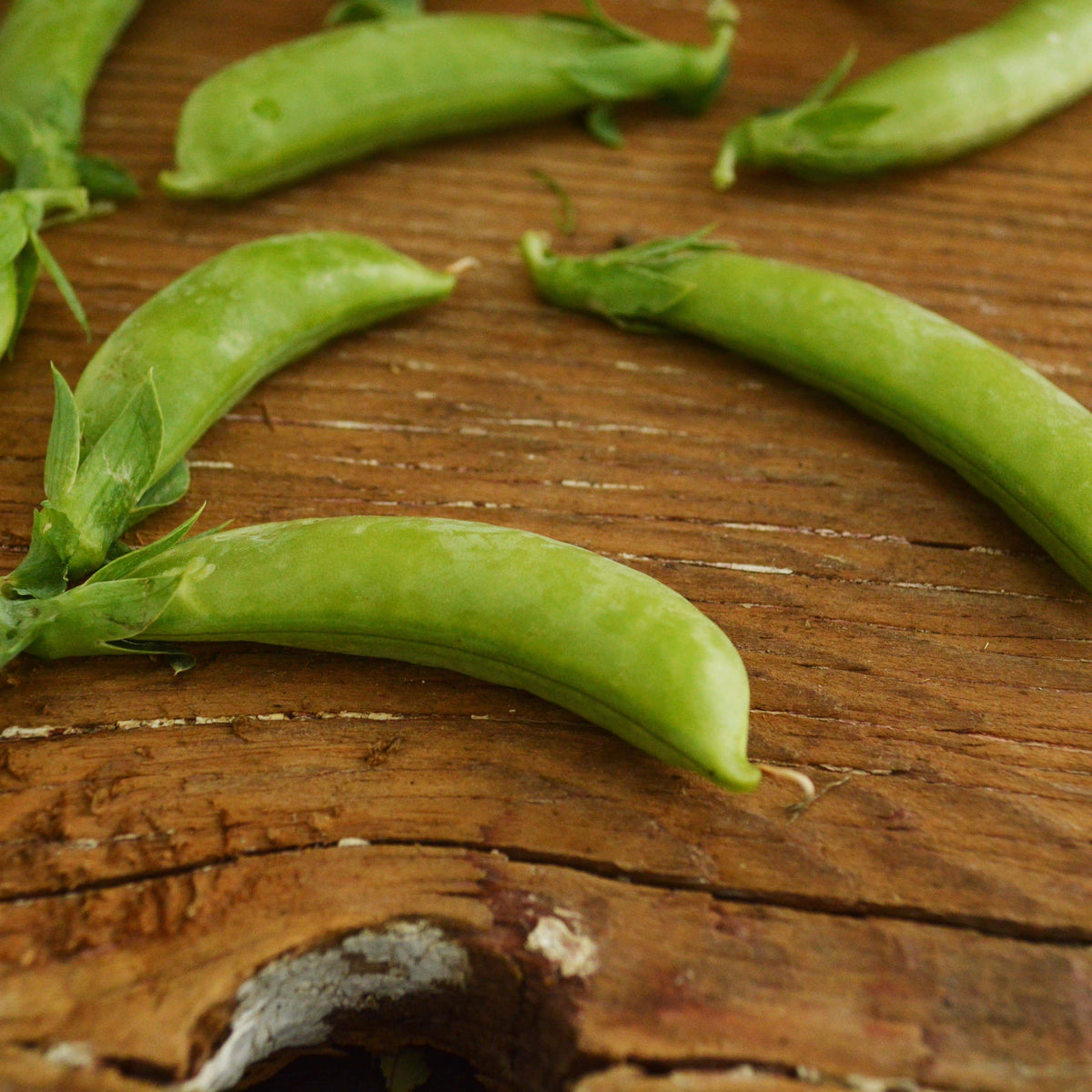 Cascadia Snap Pea