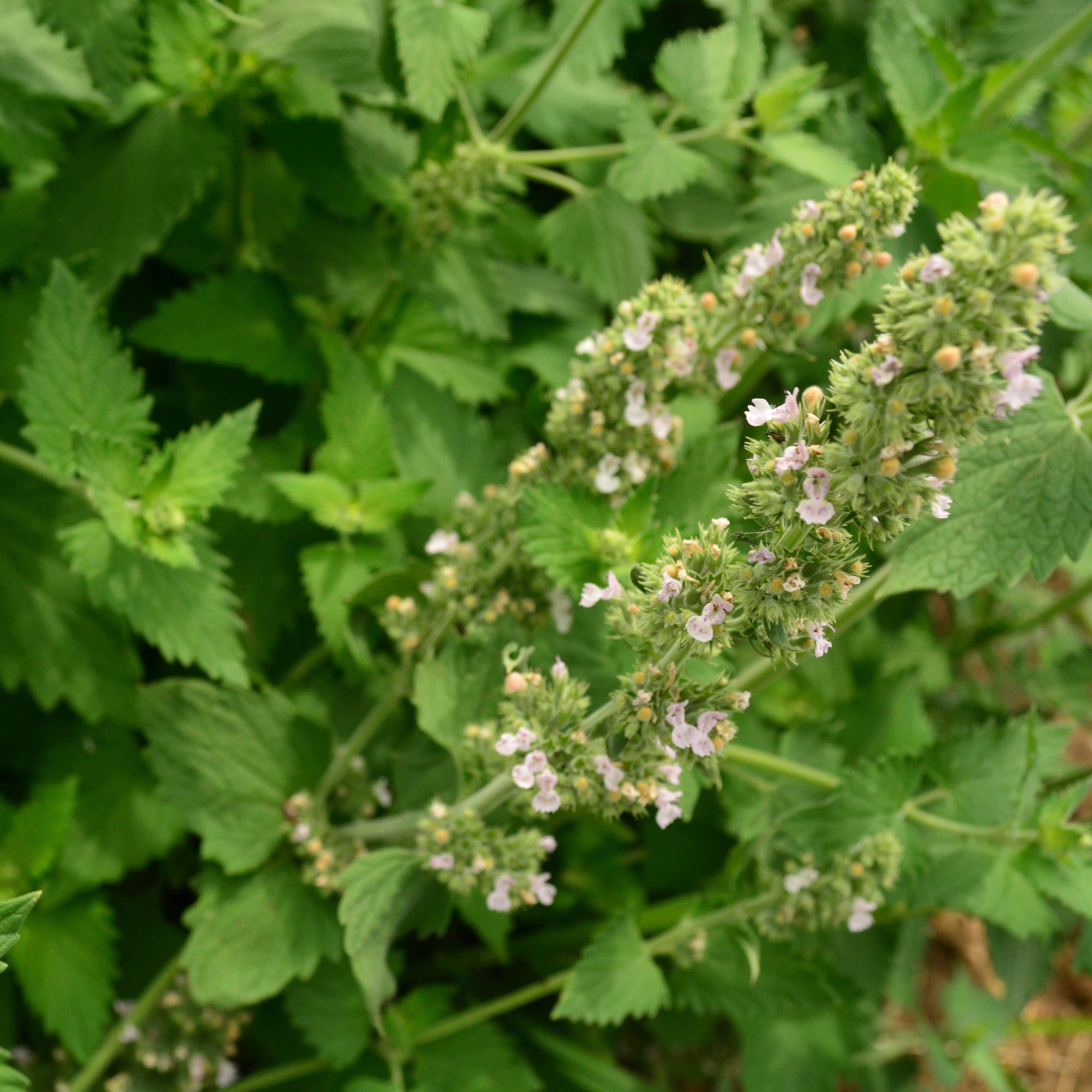 Catnip Seeds