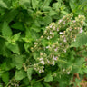 Catnip