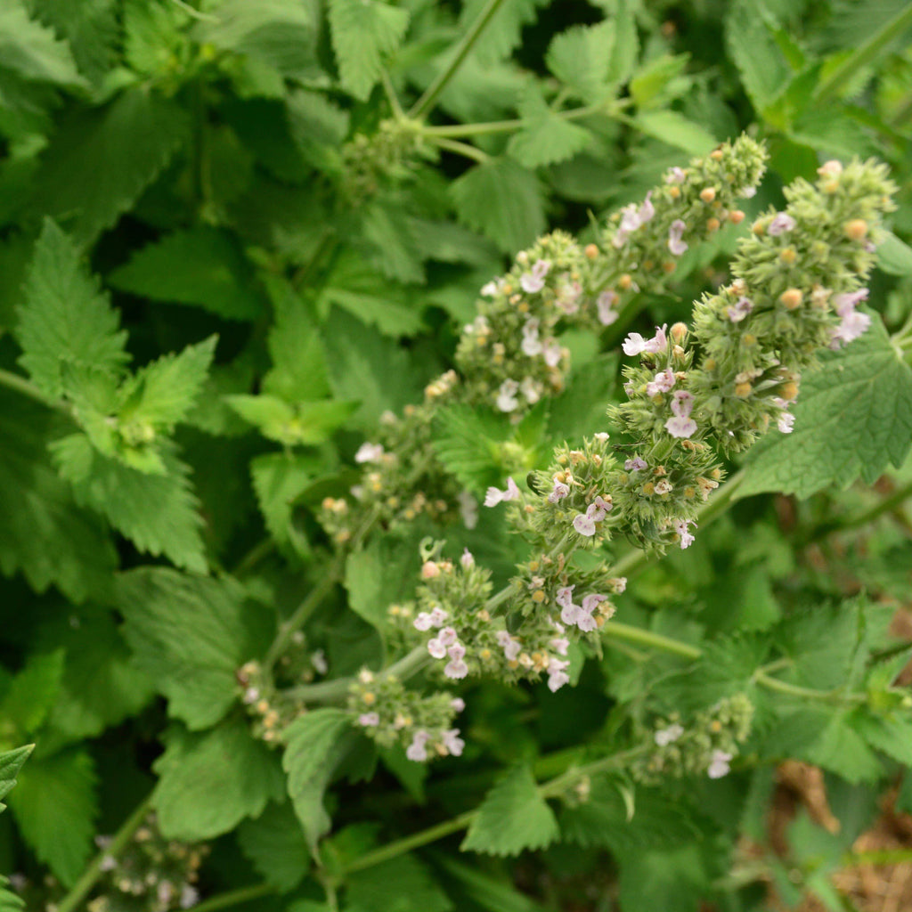 Catnip Seeds