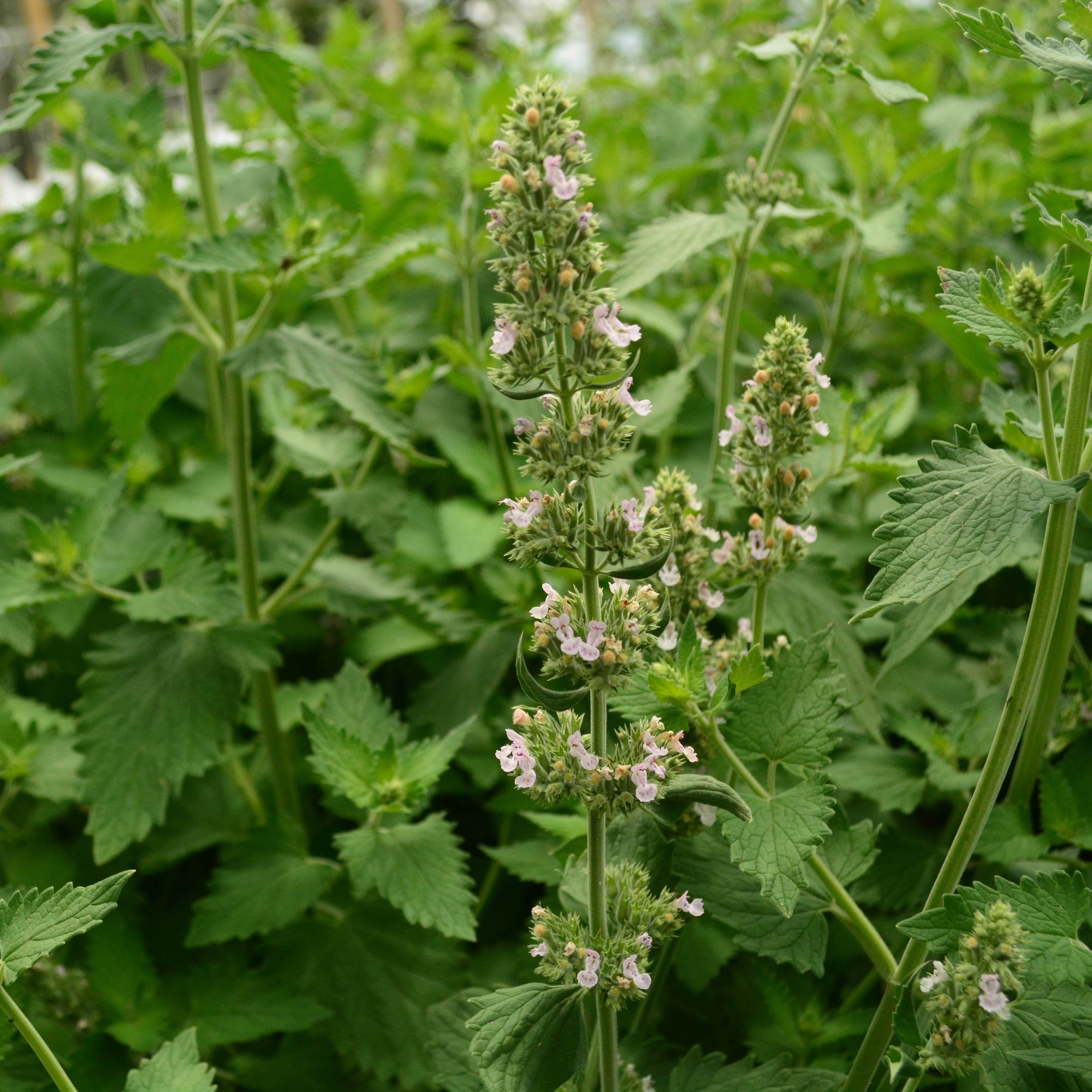 catnip seeds for planting Catnip, Packet (250 Seeds)