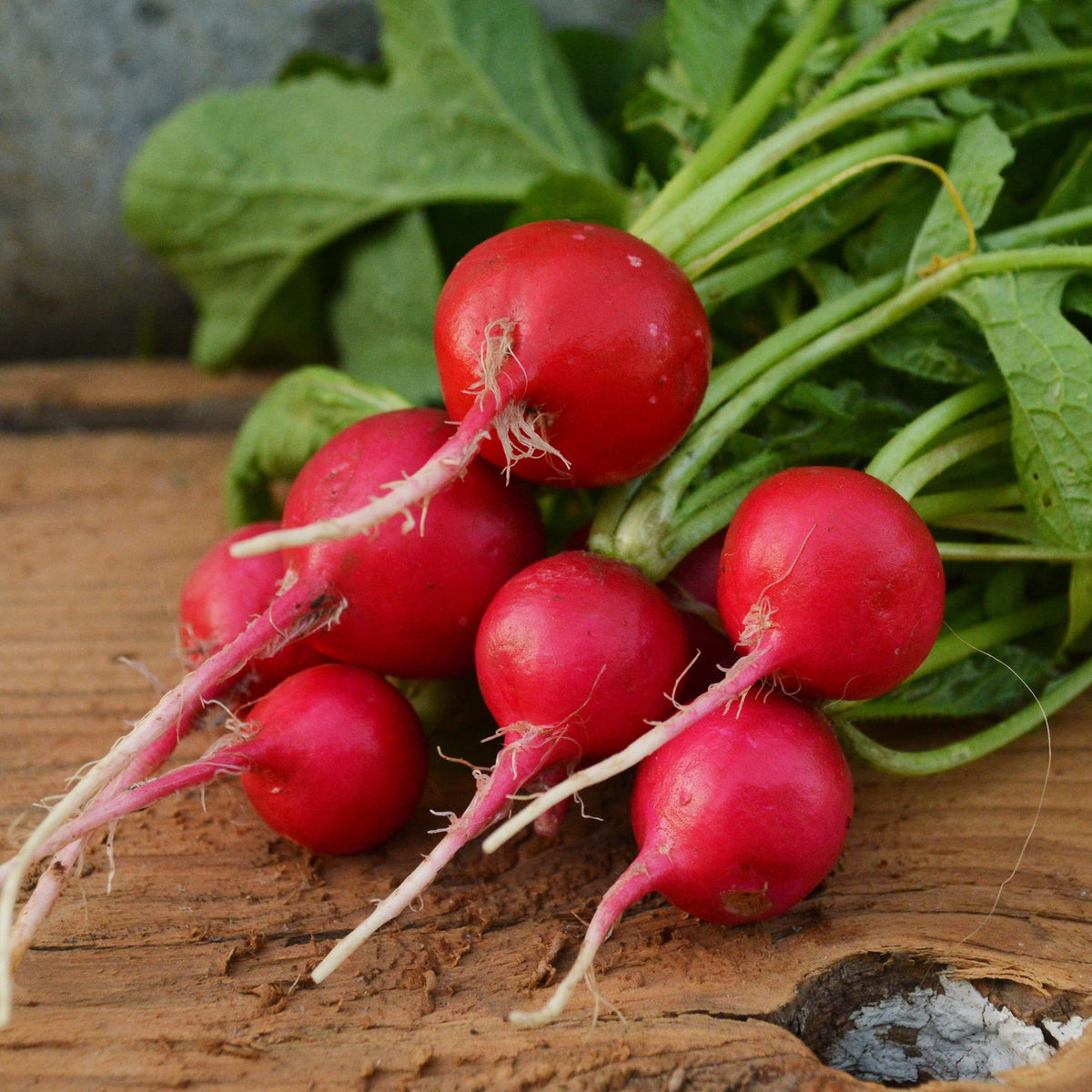 Champion Radish