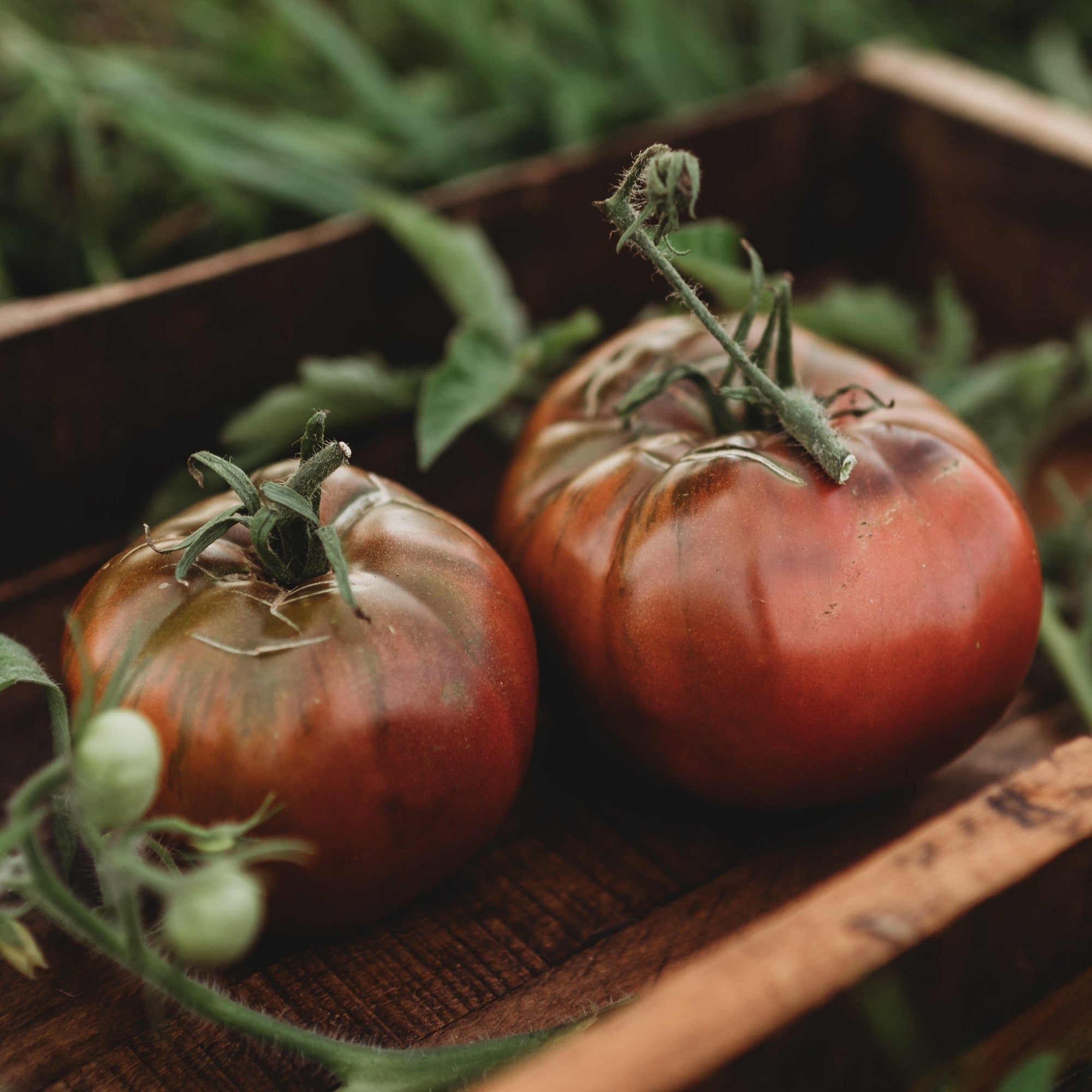 Cherokee Purple Heirloom Slicing Tomato