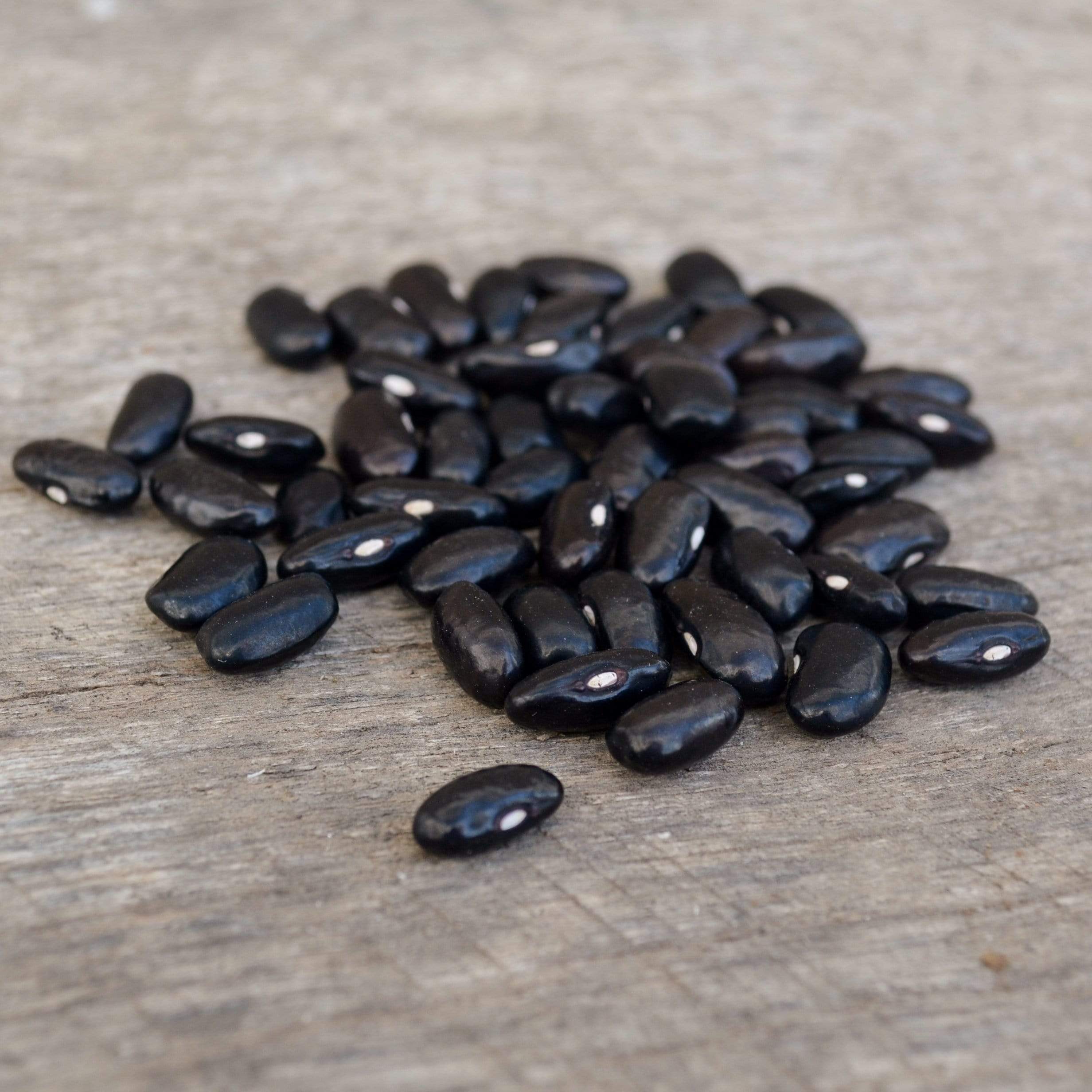 Cherokee Trail of Tears Snap/Shelling Bean Seeds