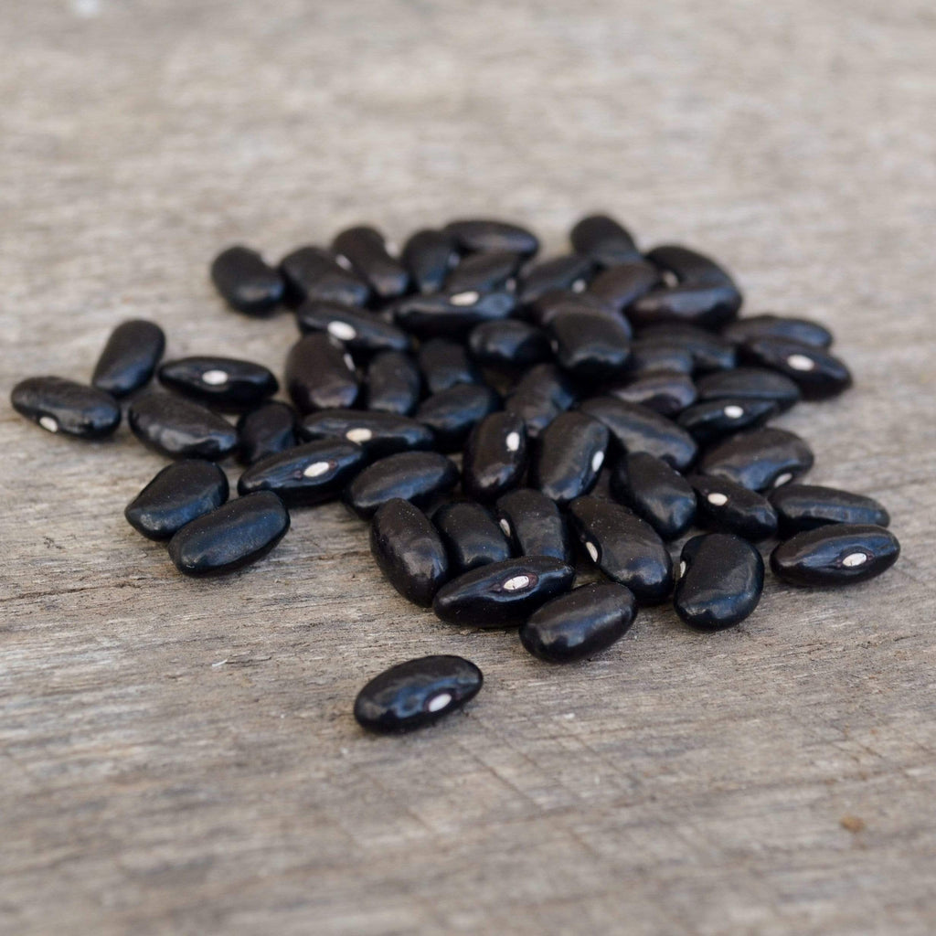 Cherokee Trail of Tears Snap/Shelling Bean Seeds