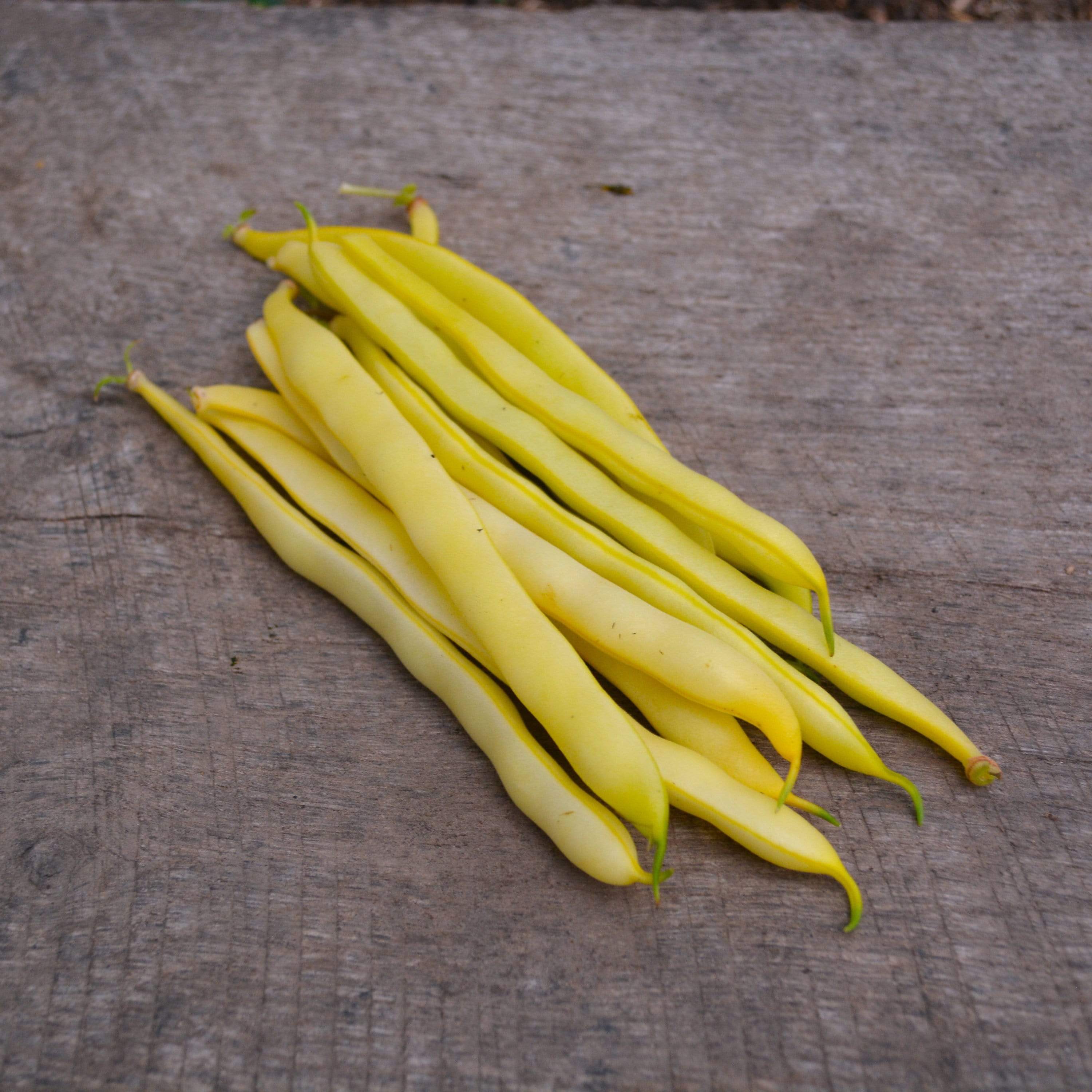 Cherokee Yellow Snap Beans
