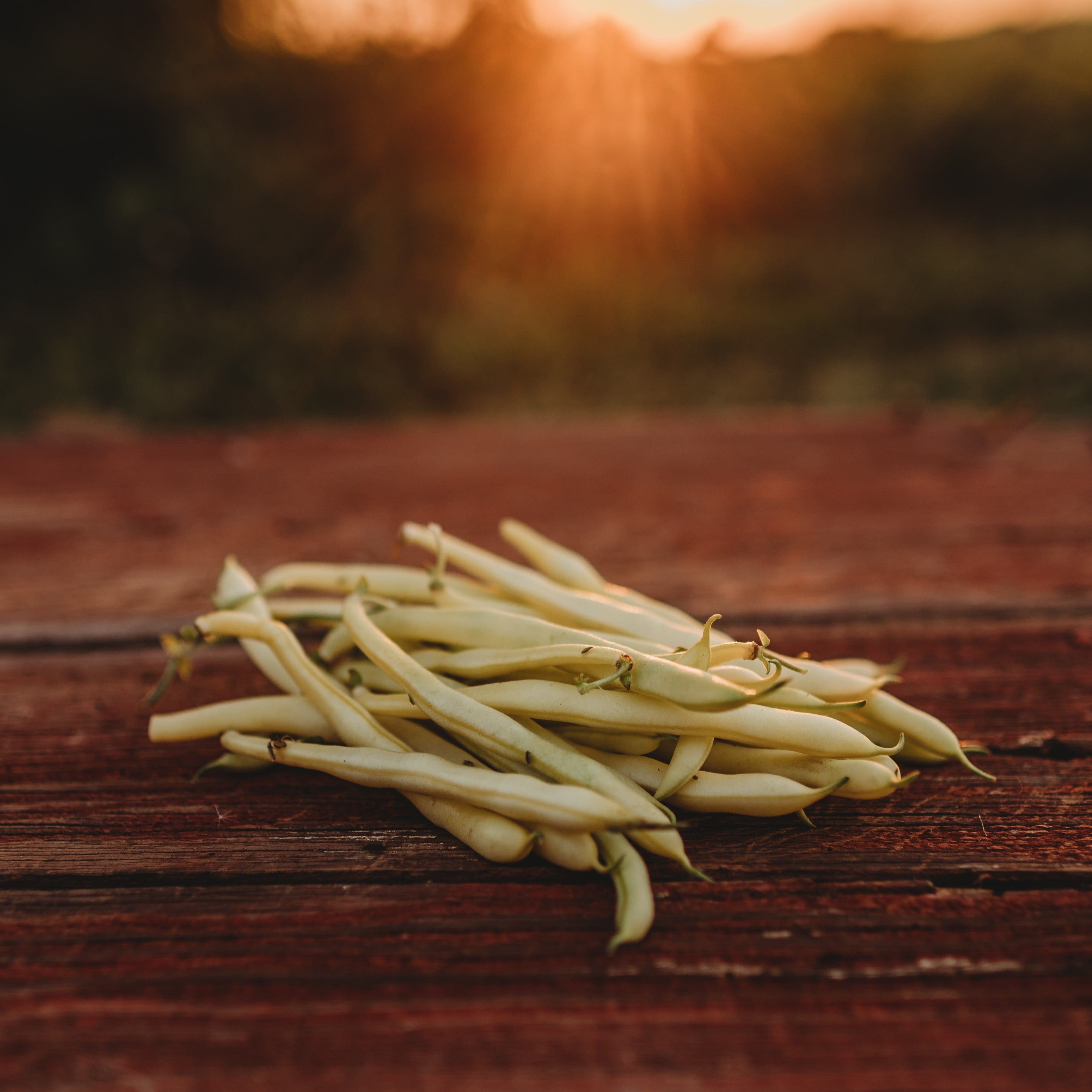 Cherokee Yellow Snap Bean Seeds