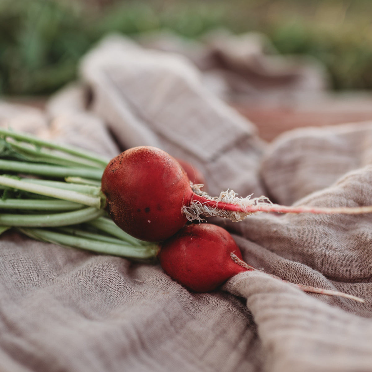 Cherry Belle Radish