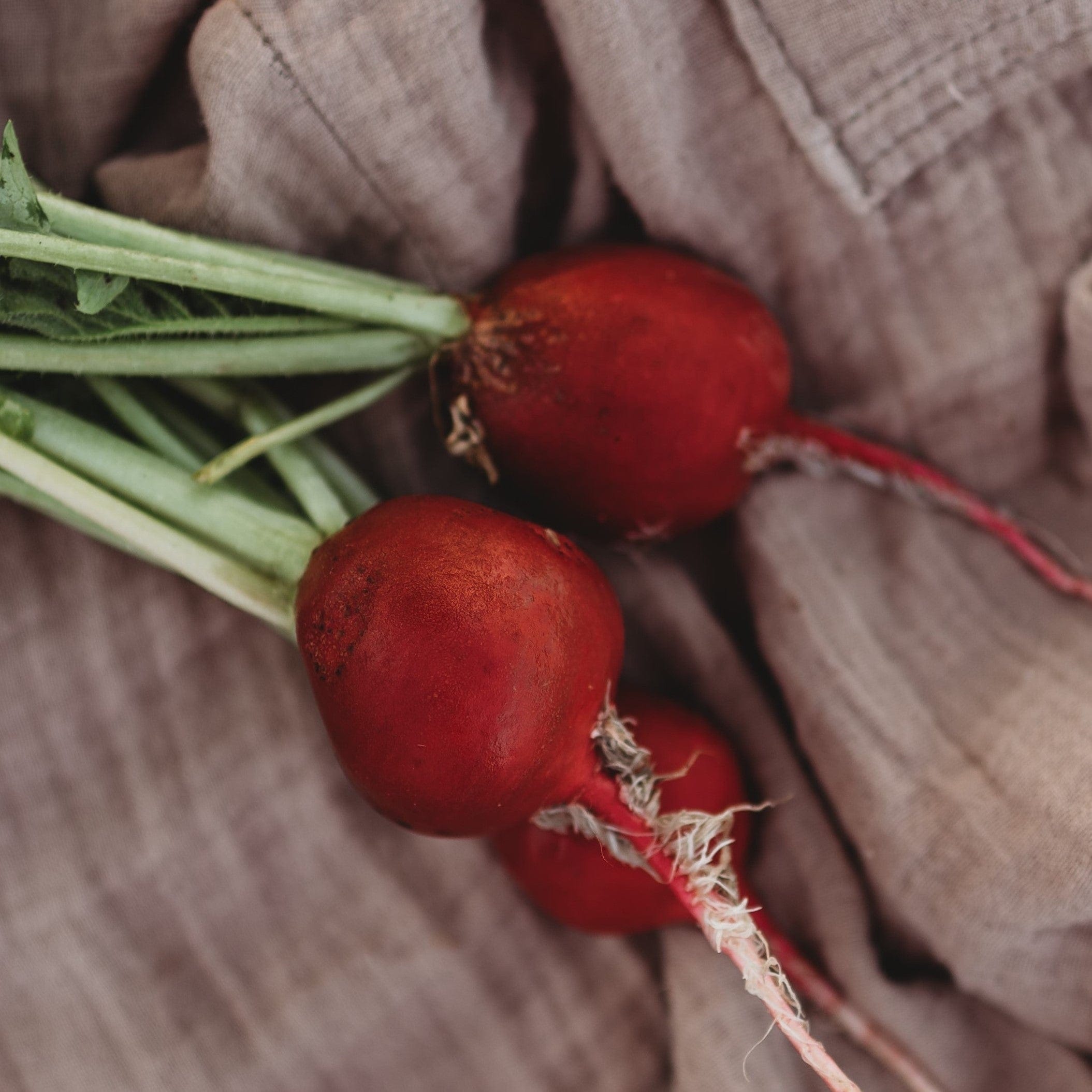 Cherry Belle Radish Seeds