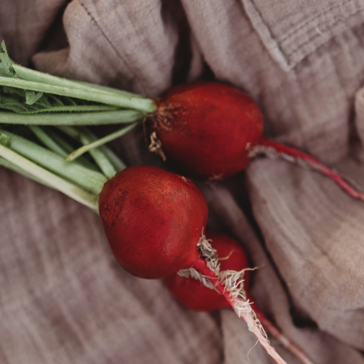 Cherry Belle Radish