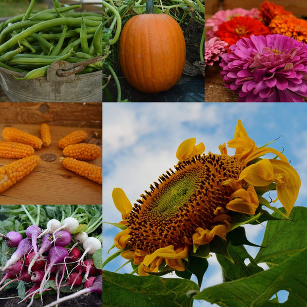Children's Garden Collection Seeds