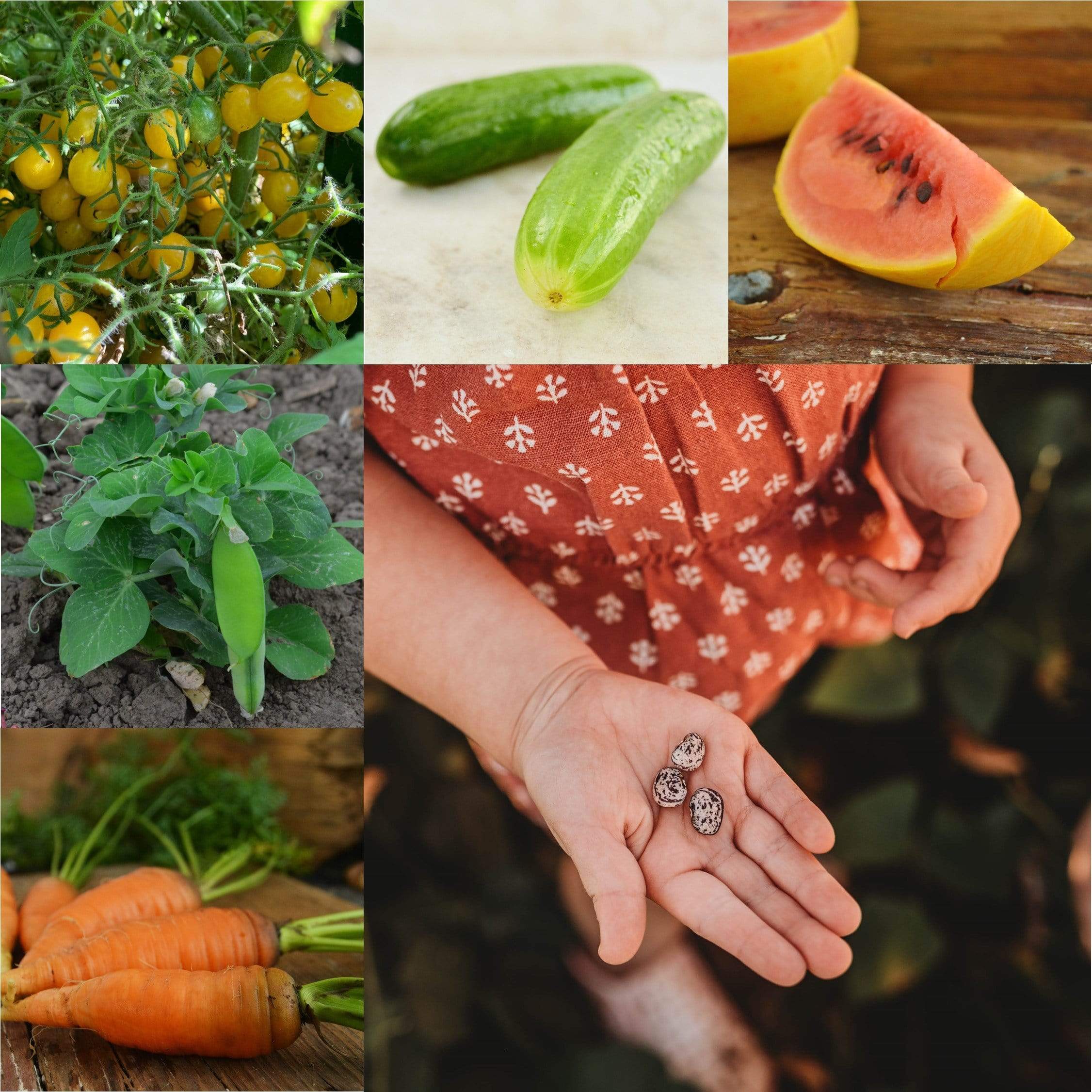 Children's Garden Collection Seeds