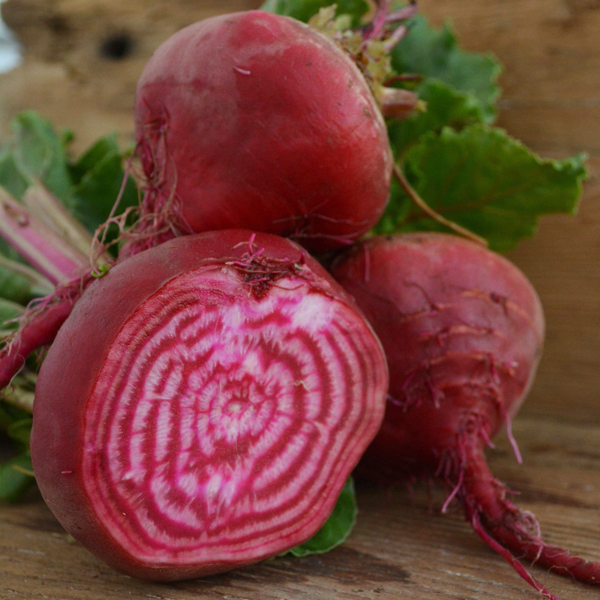 Chioggia Beet