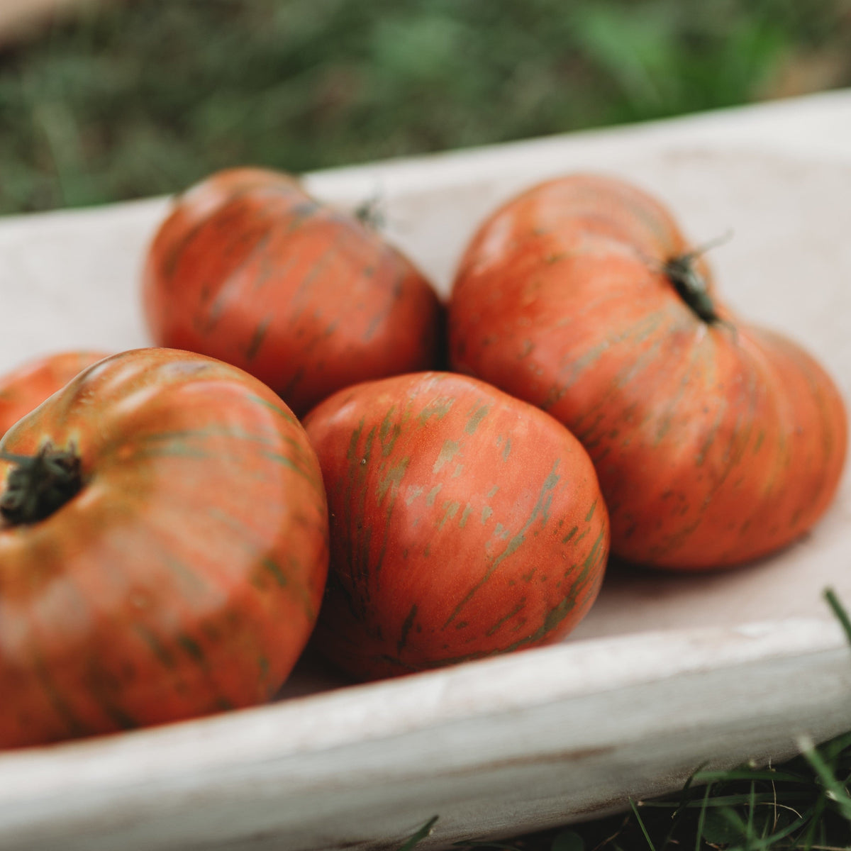 Chocolate Stripes Heirloom Slicing Tomato