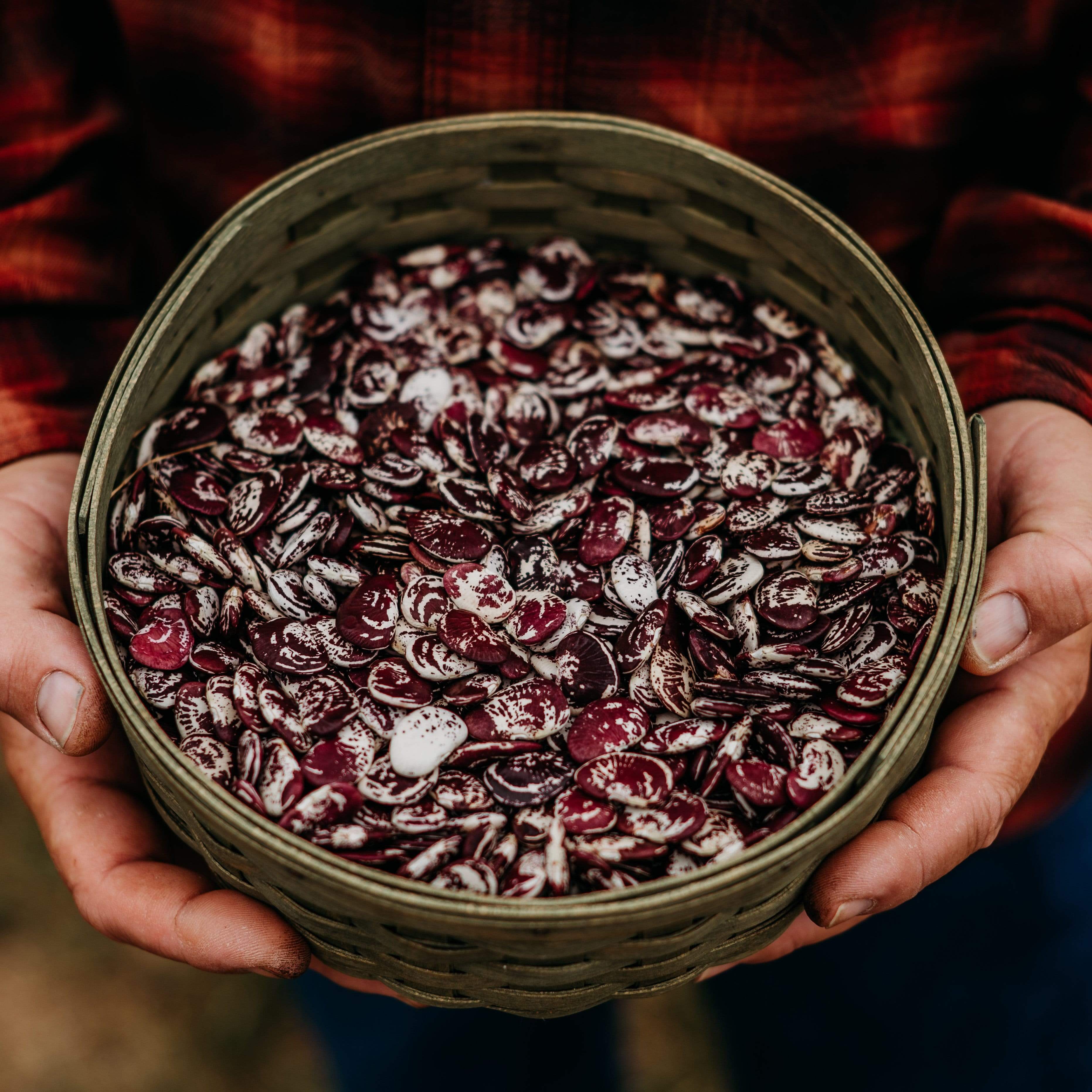 Christmas Lima Bean Seeds