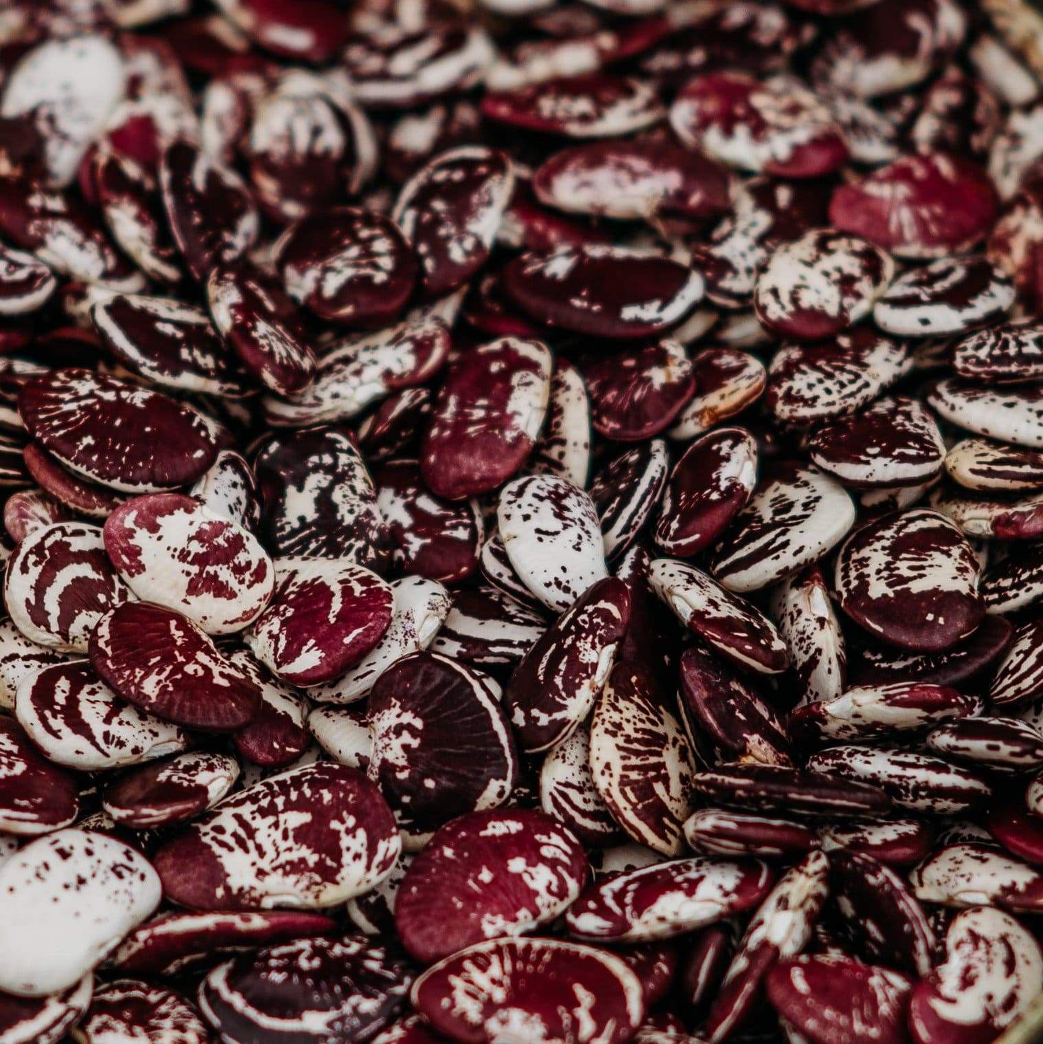 Christmas Lima Bean Seeds