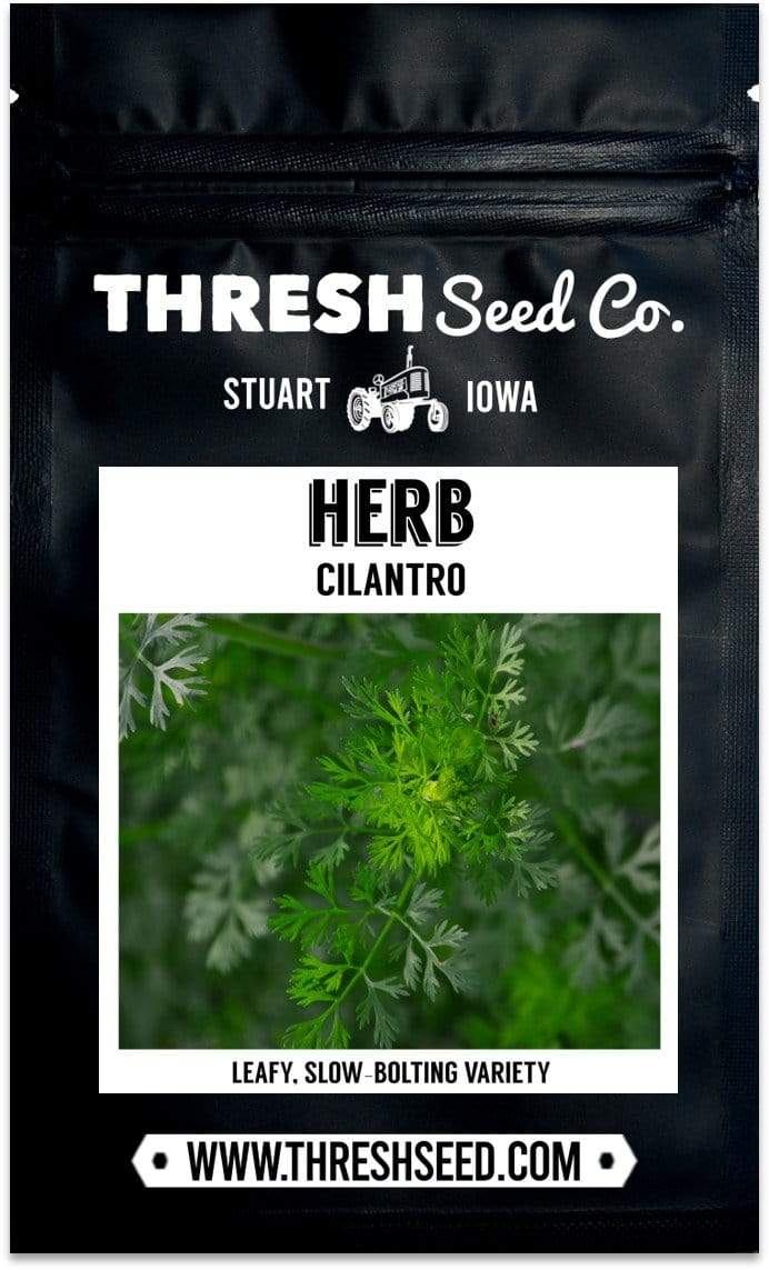 Cilantro Seeds