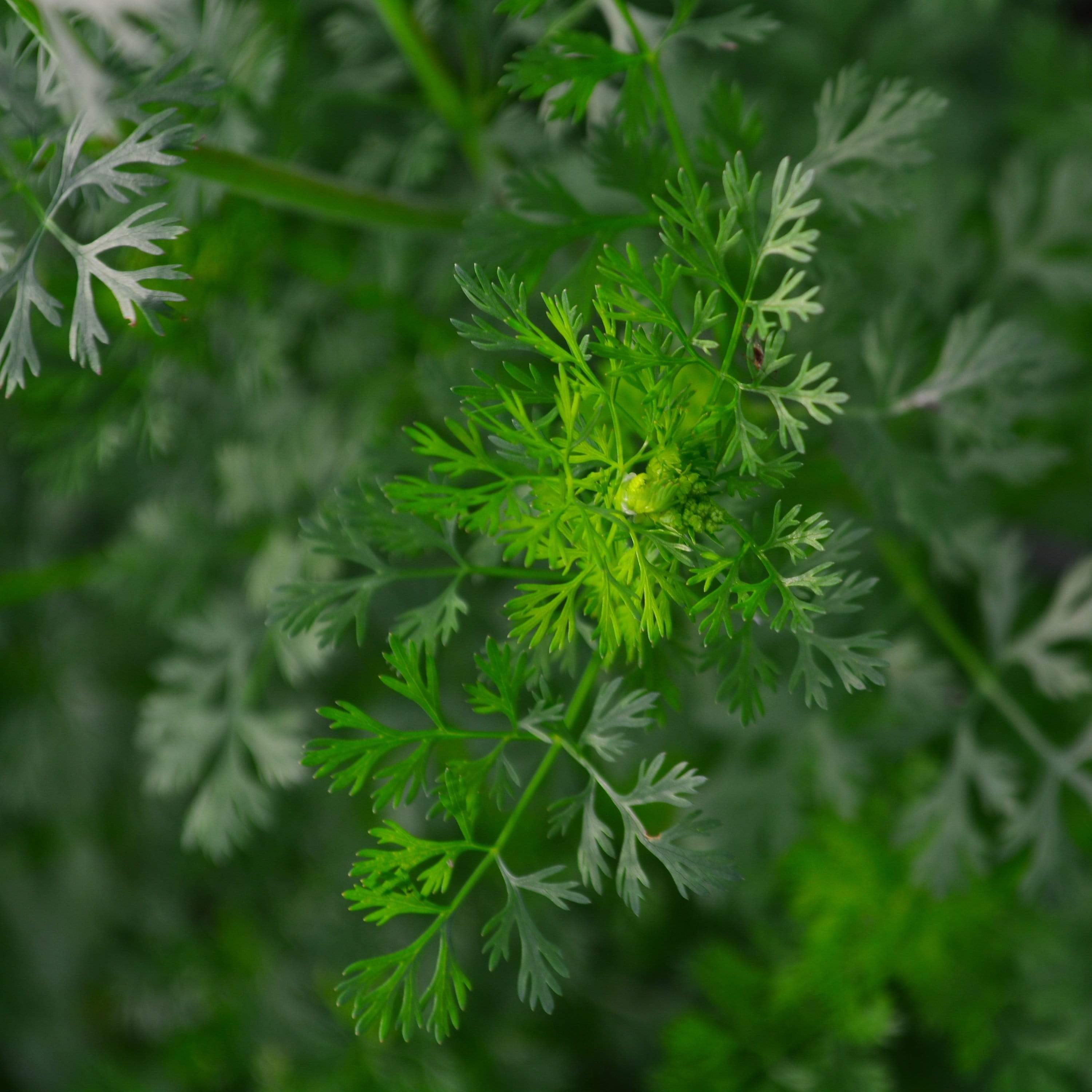 Cilantro Seeds