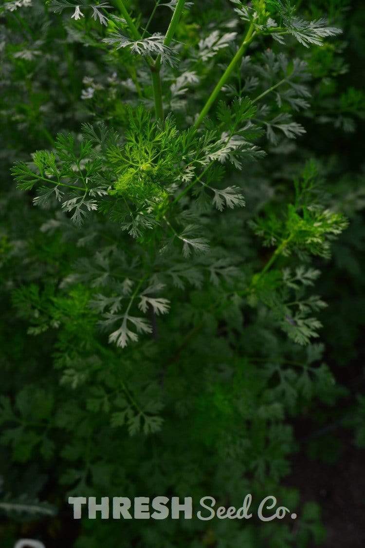 Cilantro Seeds