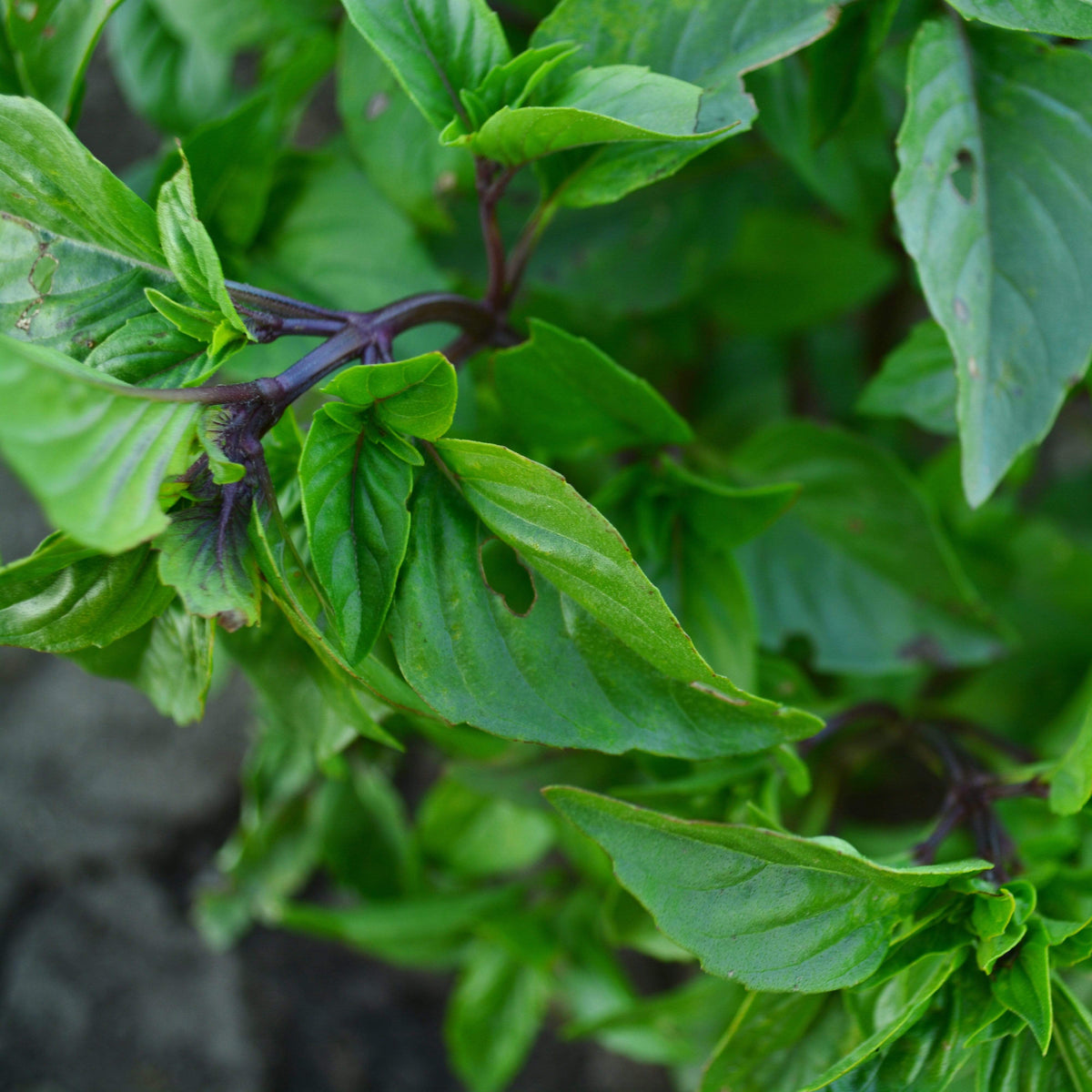 Cinnamon Basil