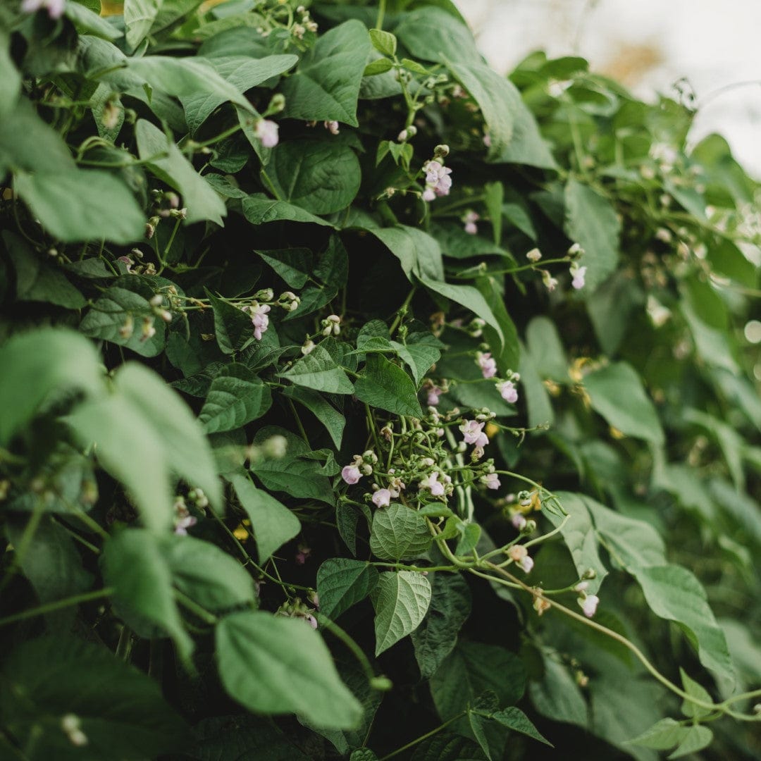 Coal Camp Pole Snap/Green Bean Seeds