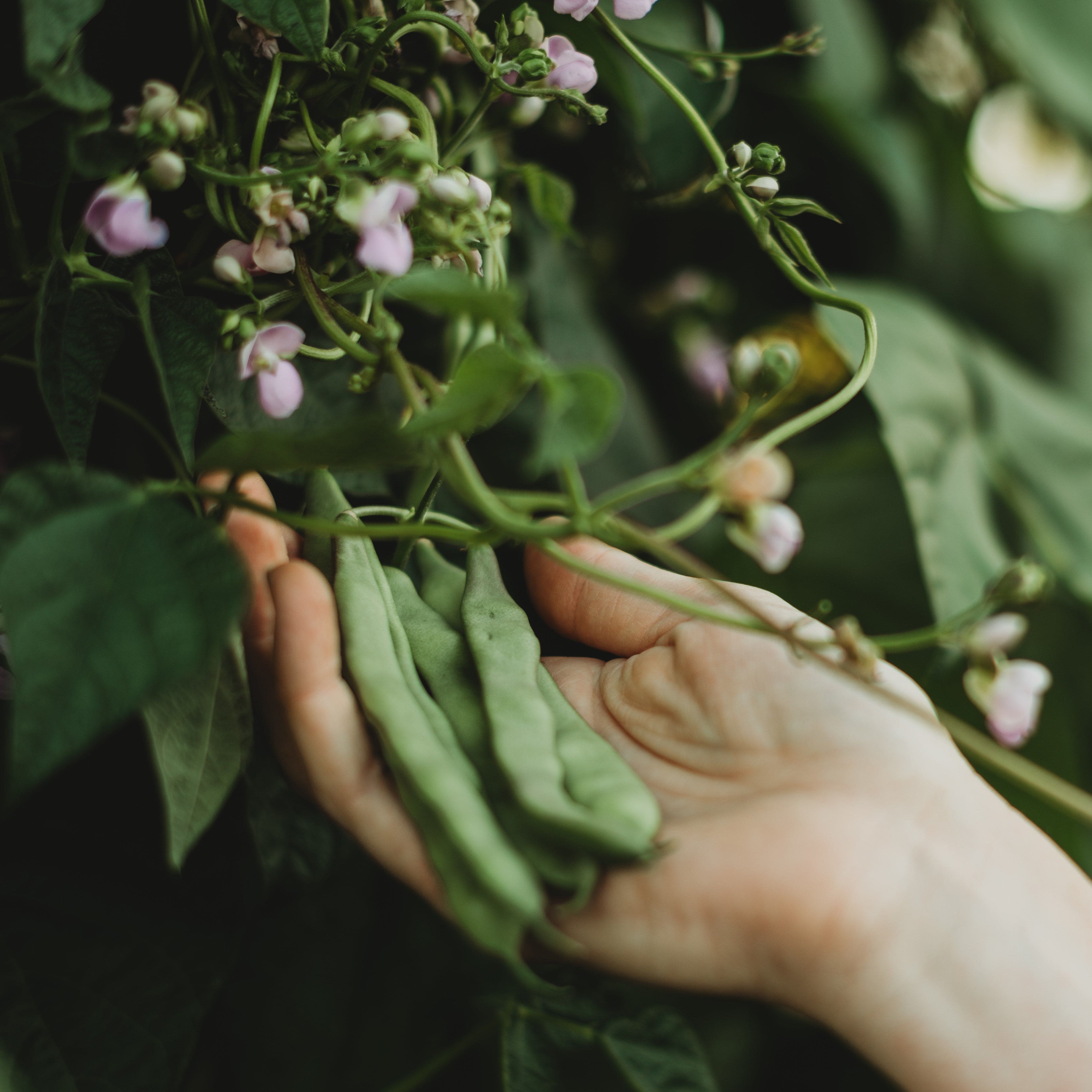 Coal Camp Pole Snap/Green Bean Seeds