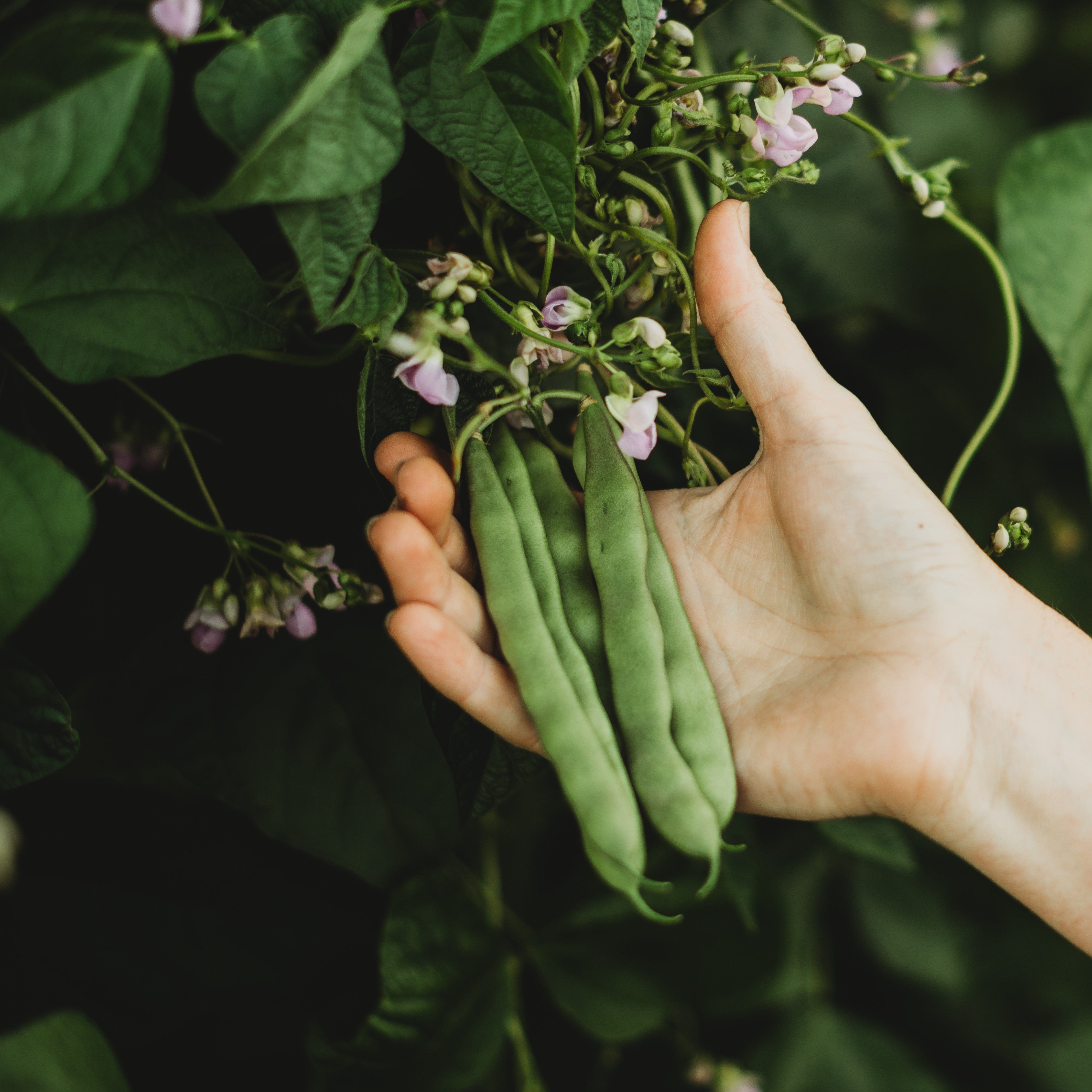 Coal Camp Pole Snap/Green Bean Seeds
