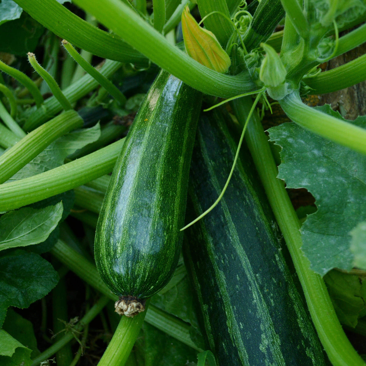 Cocozelle Zucchini