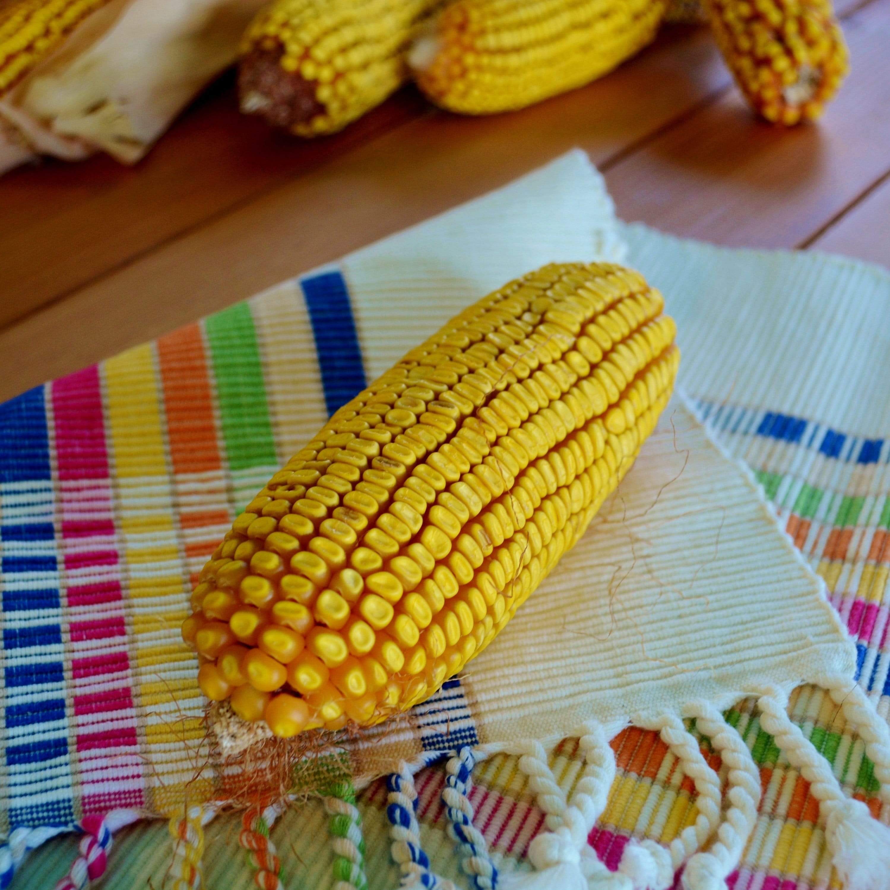 Cooks Early Yellow Dent Corn