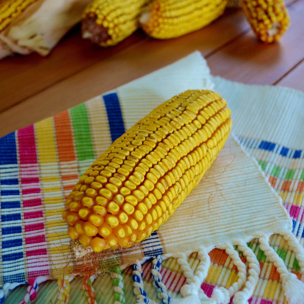 Cooks Early Yellow Dent Corn