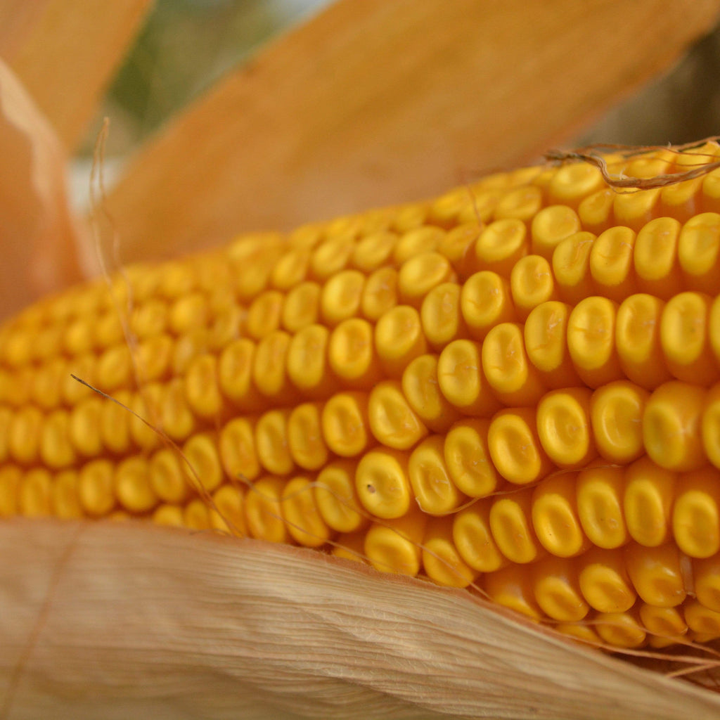 Cooks Early Yellow Dent Corn Seeds
