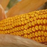 Cooks Early Yellow Dent Corn Seeds