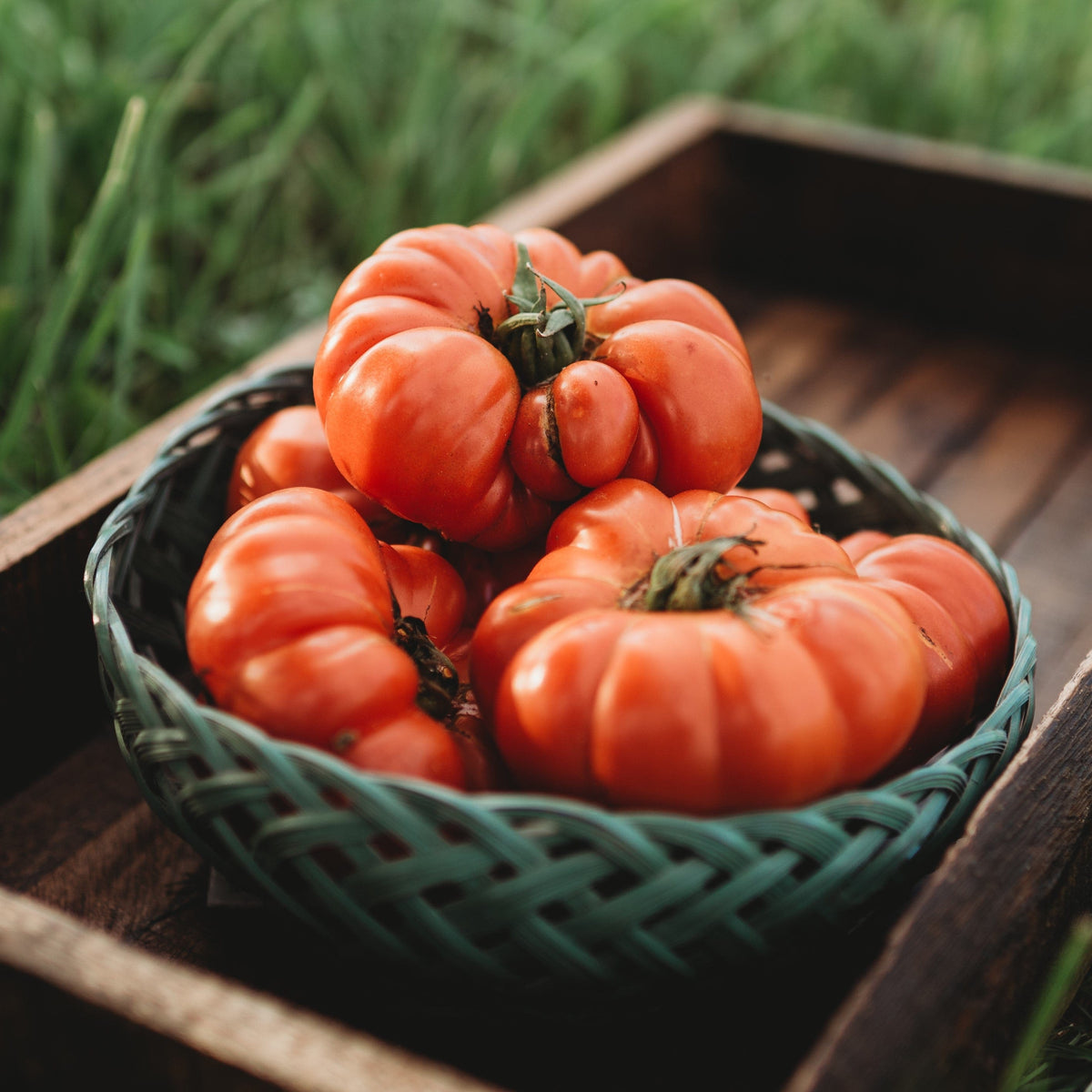 Costoluto Genovese Heirloom Fluted Tomato