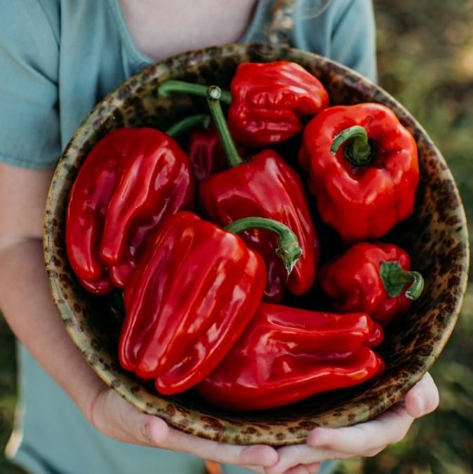 Criolla di Cocina Seeds