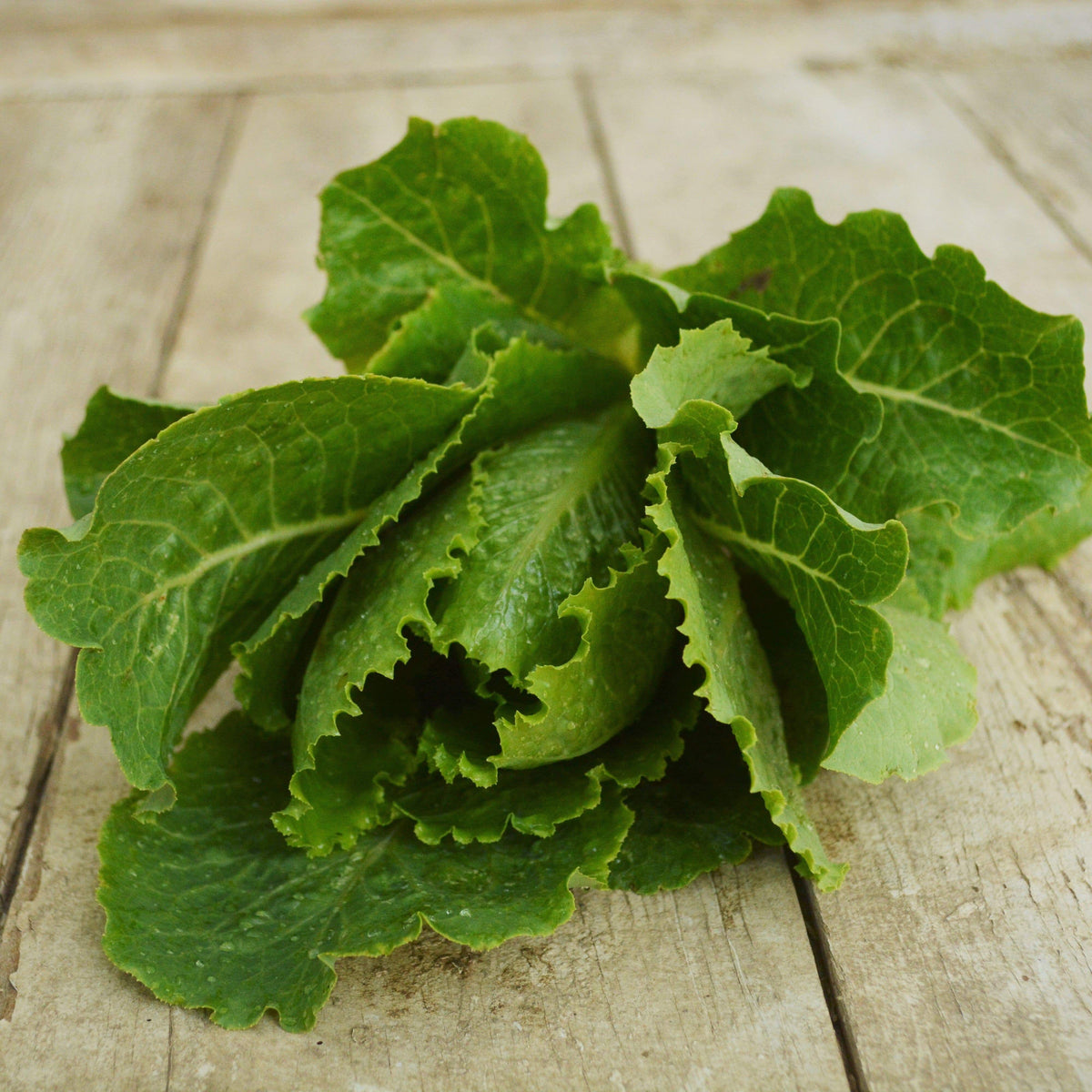 Crisp Mint Romaine Lettuce