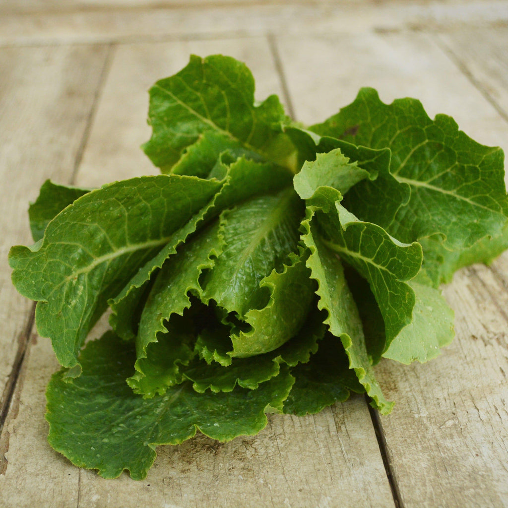 Crisp Mint Romaine Lettuce Seeds