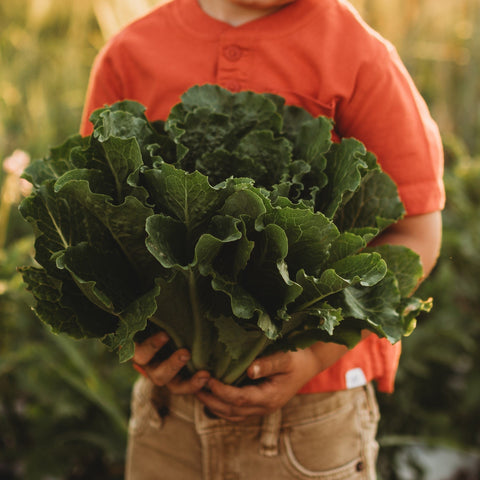 Crisp Mint Romaine Lettuce Seeds