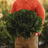 Crisp Mint Romaine Lettuce Seeds