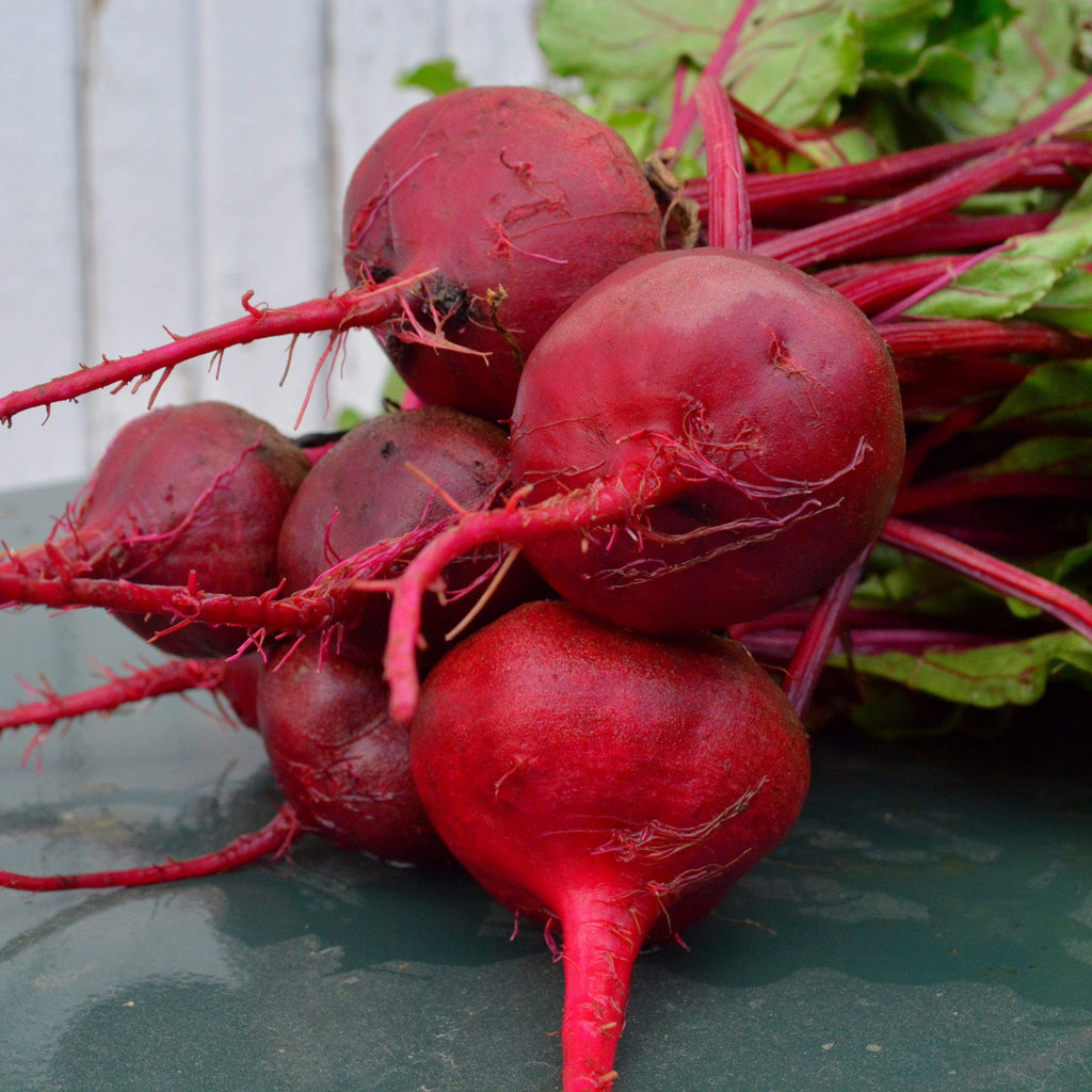 Crosby's Egyptian Beet Seeds – German Heirloom Flat Beet – NON-GMO – Free Ship
