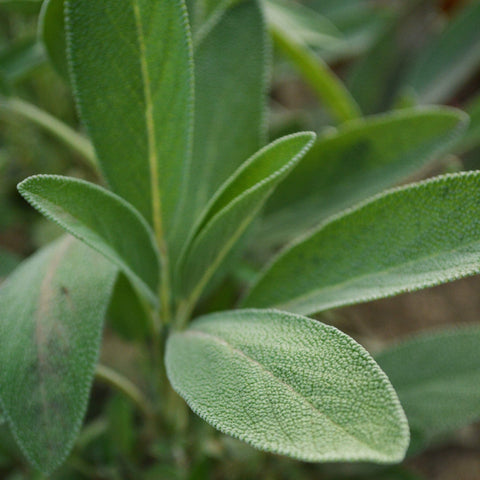 Culinary Sage Seeds