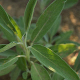 Culinary Sage Seeds