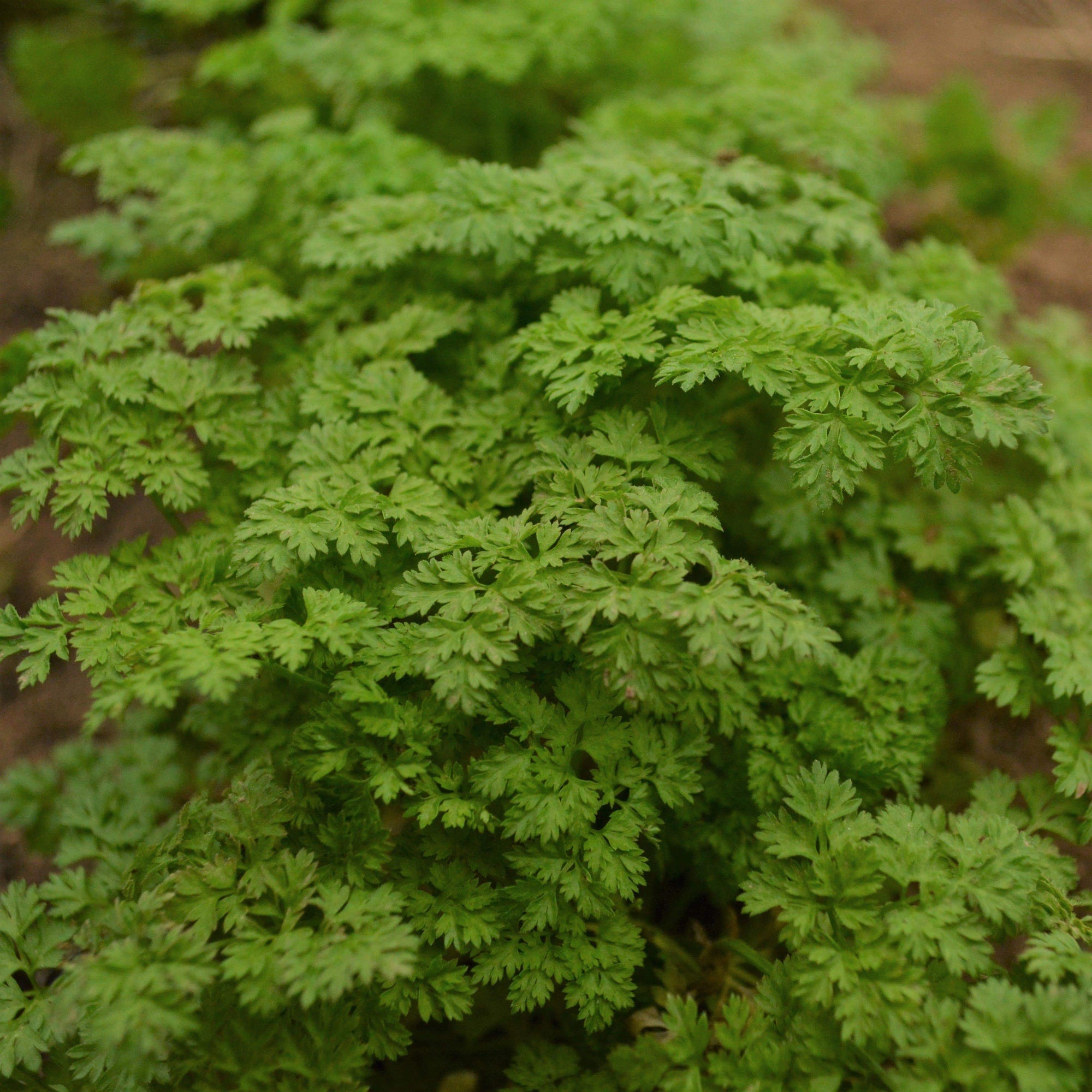 planting chervil seeds Chervil